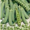 Pea Oregon Sugar Pod