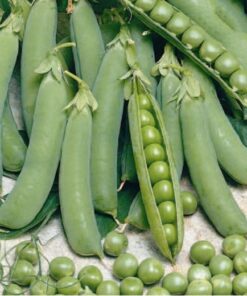 Pea Oregon Sugar Pod