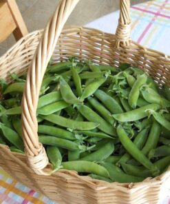 Pea