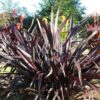 Phormium Black Adder