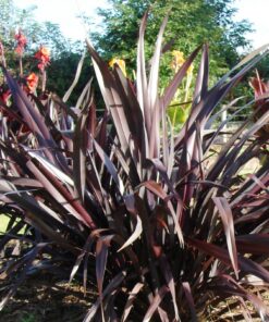 Phormium Black Adder
