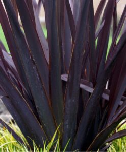 Black New Zealand Flax