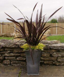 Phormimum