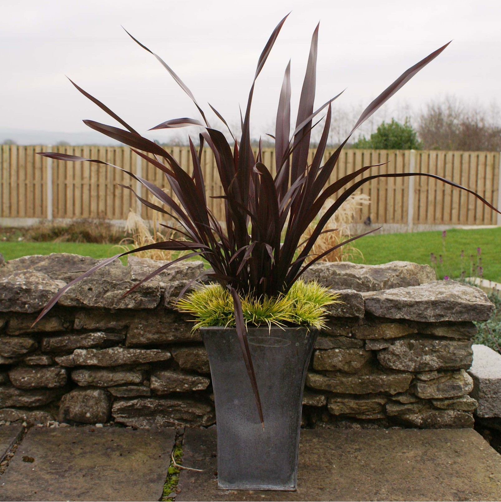 Phormimum