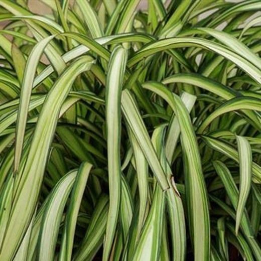 Phormium BLONDIE. New Zealand Flax. - Image 2