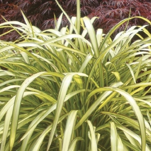 Phormium BLONDIE. New Zealand Flax. - Image 3
