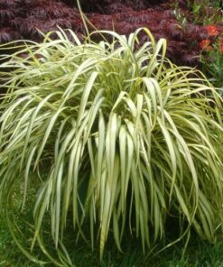 Phormium Blondie