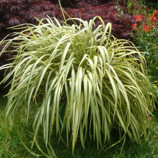 Phormium Blondie