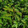 Portuguese Laurel