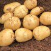 Acoustic potato