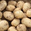 seed potatoes Casablanca
