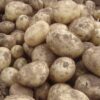 Dunbar Standard Seed Potatoes