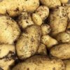 Jazzy Seed Potatoes