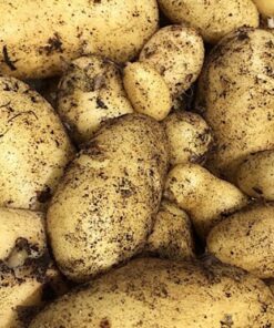 Jazzy Seed Potatoes