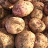 kerr's pink seed potatoes