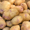 Kestrel Seed Potatoes
