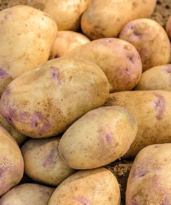 Kestrel Seed Potatoes