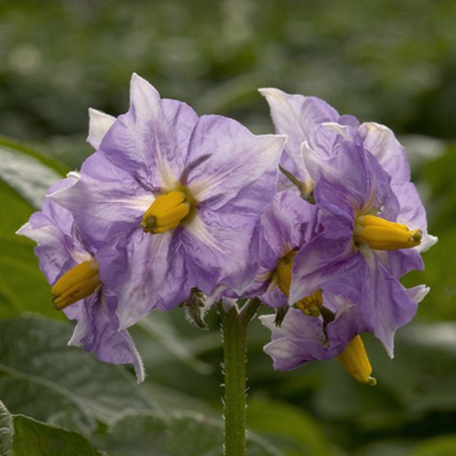 KESTREL Seed Potatoes. A Second early. - Image 4