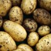 Seed Potato Nicola