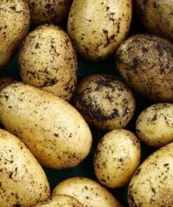 Seed Potato Nicola