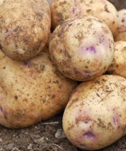 Alternative view of PICASSO Seed Potatoes. Maincrop, bred from Cara.