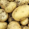 Swift Seed Potatoes