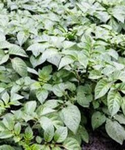 seed potatoes growing