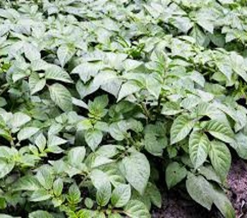 seed potatoes growing