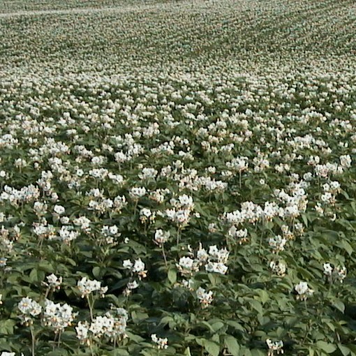 Kerr's Pink potatoes