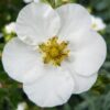 Potentilla Abbotswood