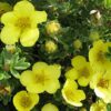 Potentilla LONGACRE