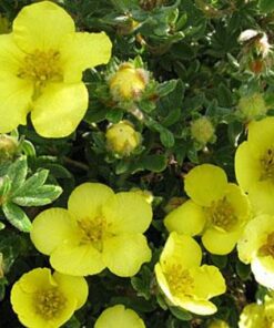 Potentilla LONGACRE