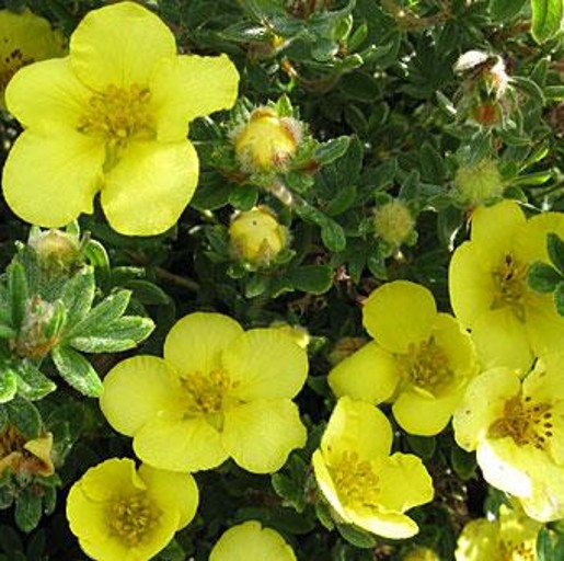 Potentilla LONGACRE