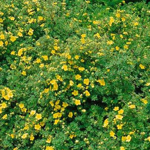 Potentilla Longacre. Also known as Cinquefoil. - Image 3