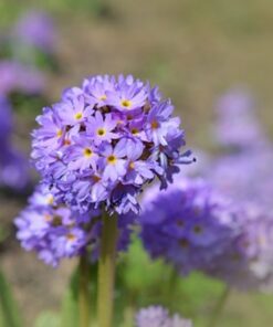 lilac flowerhead