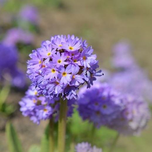 lilac flowerhead