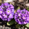 lilac primula blooms