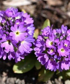 lilac primula blooms