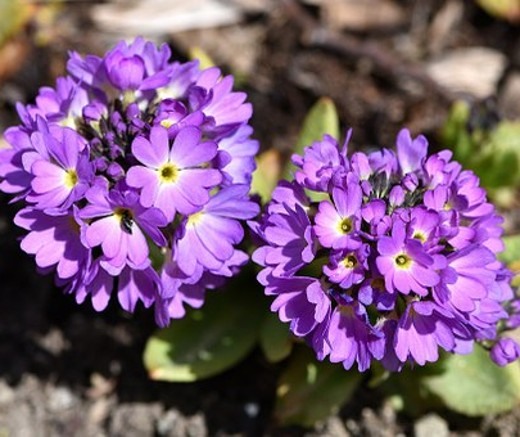 lilac primula blooms