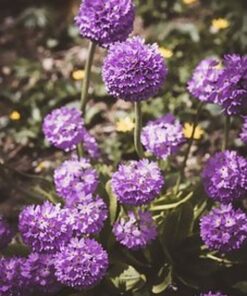 ball-like flowerheads of primrose denticulata