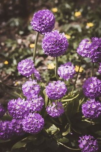 ball-like flowerheads of primrose denticulata