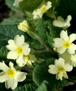 PRIMULA vulgaris