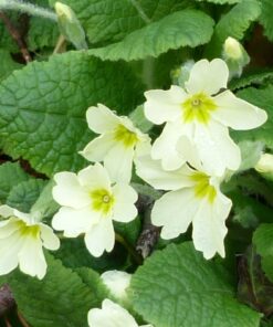 Wild Primrose
