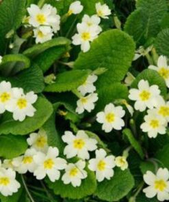 primula