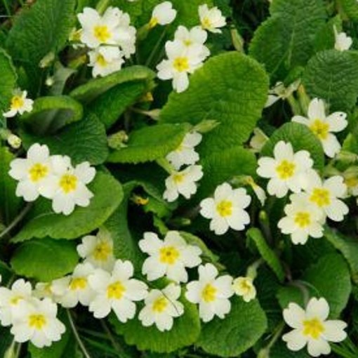 primula