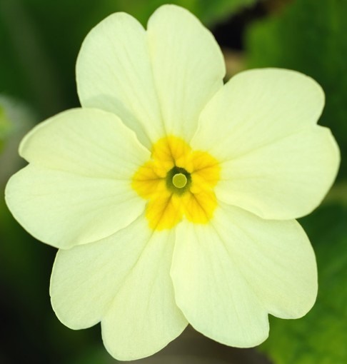 primula flower