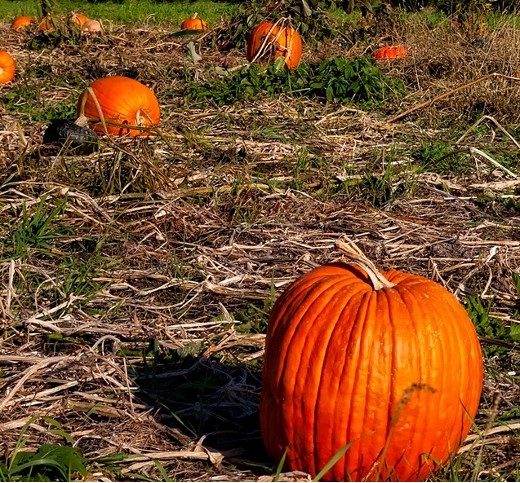 Pumpkin CONNECTICUT FIELD – Classic Heirloom Pumpkin - Image 4