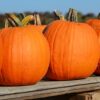 Pumpkin Connecticut Field