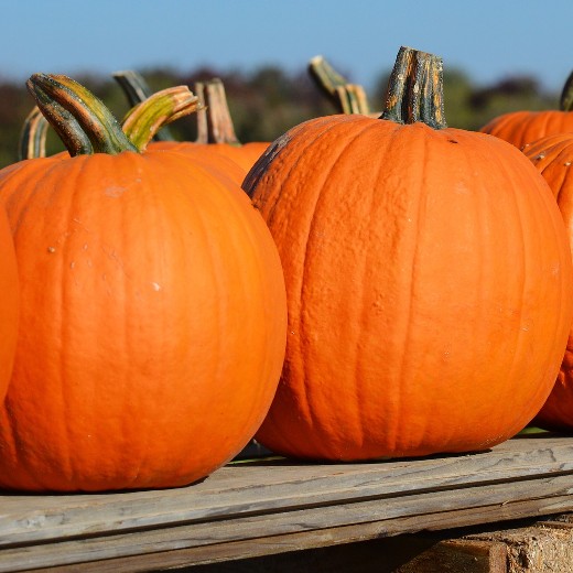 Pumpkin Connecticut Field