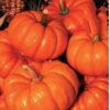 Jack O Lantern Pumpkin